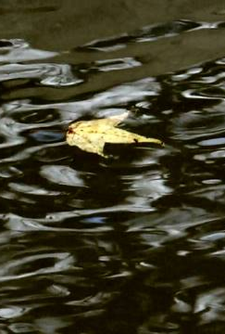 Poster 1 de Curta Vicacha (2014)