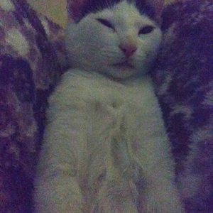 Foto de perfil de pau-chan