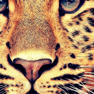 Foto de perfil de Nibiiful