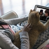 Estudo mostra que cães e gatos são a melhor companhia para maratonar séries!