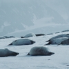 Antártica Por Um Ano, documentário de Julia Martins, ganha trailer