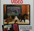 Cat Adventure Video