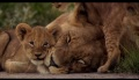 The Last Lions (2011) - Official Trailer [HD]