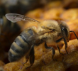 The Hive