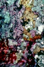 Le tombeau d’Aphrodite - Version 2 (Le tombeau d’Aphrodite - Version 2)