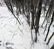 Icebound