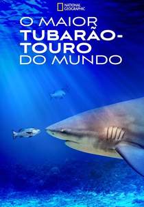 O Maior Tubarão-Touro do Mundo (World's Biggest Bull Shark?)