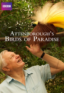 As Aves do Paraíso com Attenborough (Attenborough's Birds of Paradise)