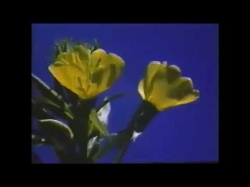 Foto 1 de Tiger Balm