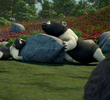 The Bear Facts