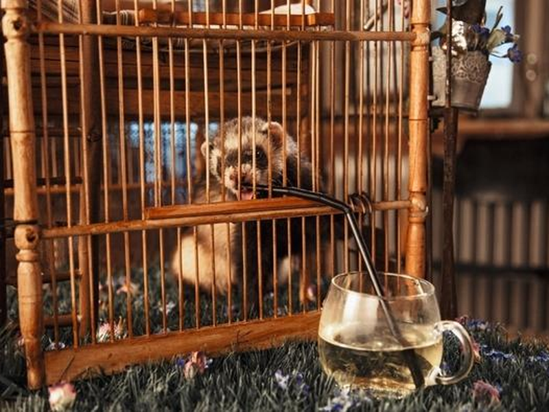 Foto 8 de Vaterfreuden 