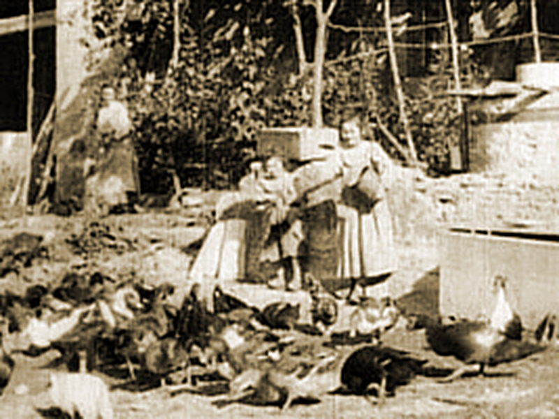 Foto 1 de Poultry Yard