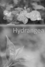 Hydrangea (ハイドランジア)