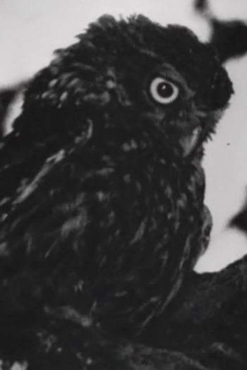 Poster de Curta NOCTURNE (2006)