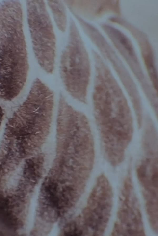 Poster 1 de Curta Speckled Flare (2012)