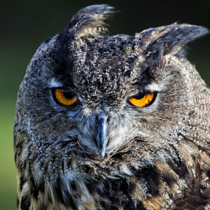 Foto de perfil de Sought