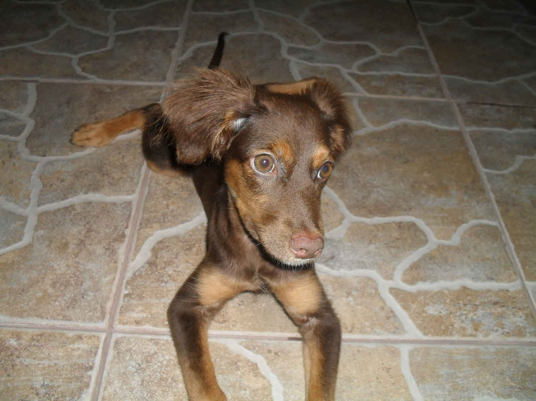 Isabella - Foto 1