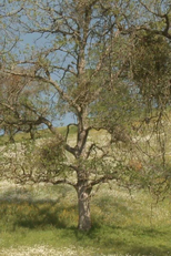 Spring Equinox (Spring Equinox)