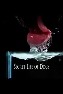 Secret Life of Dogs - Poster / Capa / Cartaz - Oficial 1