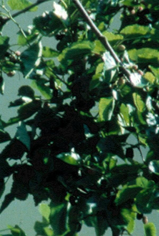 Poster 1 de Curta Sous le Soleil (2011)