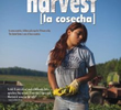 The Harvest [La Cosecha]