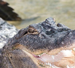 Grandma v. Croc