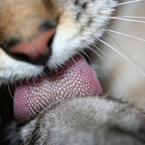 Foto de perfil de Larissa