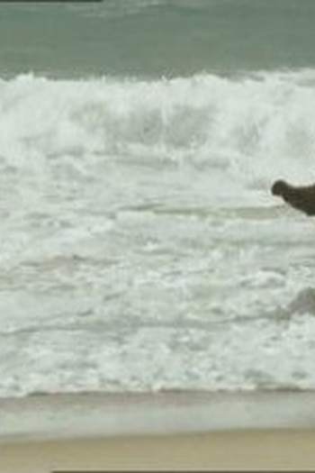 Poster de Episódio Walking the Dog (2007)