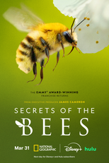 Segredos das Abelhas (Secrets of the Bees)