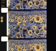 Les tournesols colorés