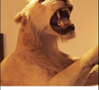 The Trophy Hunter