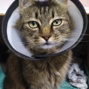 Foto de perfil de Raul Abreu Leite