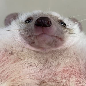 Foto de perfil de caeens