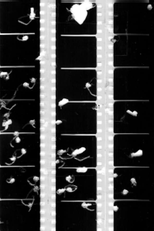 Shot Film (Shot Film)