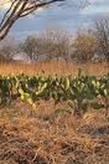 Poster de Curta Mydzé (2025)