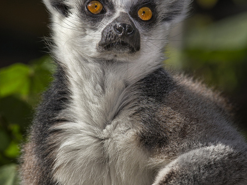 Foto 6 de Tensai! Shimura Dōbutsuen