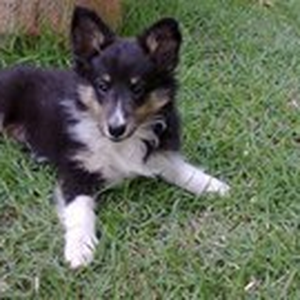 Foto de perfil de Shetland