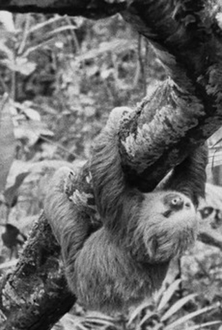 Poster 1 de Curta Now, at Last! (2018)