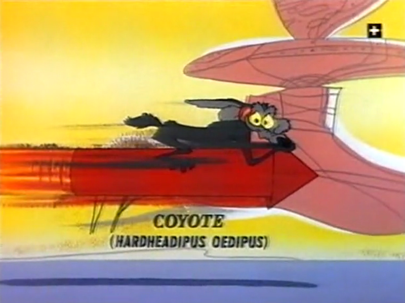 Foto 1 de Wild About Hurry