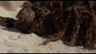 Trailer: Live Wire - Human Timebomb (1995) 1