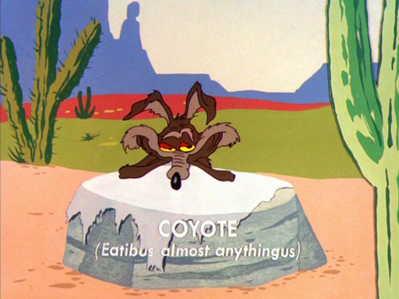 Foto 7 de Coyote com Pena
