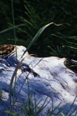 Au bord de la rivière (Au bord de la rivière)