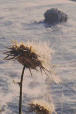 Big Sur: The Ladies (Big Sur: The Ladies)