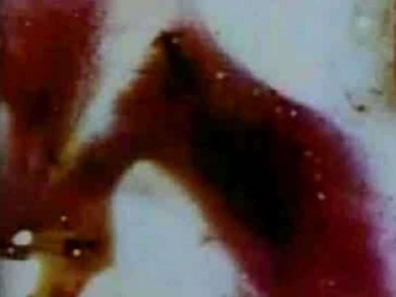 Foto 1 de Persian Series #7