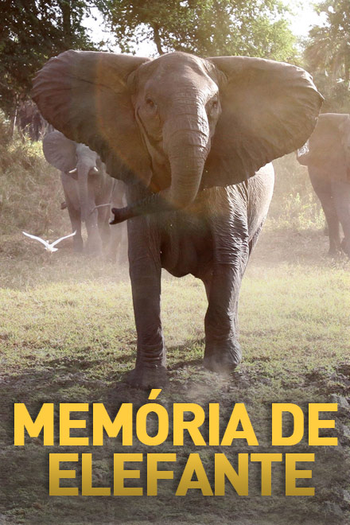 Poster de Série Memória de Elefante (2011)