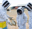 Bees