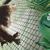 50 ANOS DE PLANETA DOS MACACOS: ordem de filmes e proteção aos animais silvestres