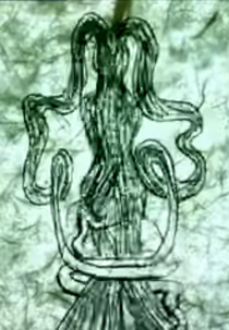 Nature Embodied (Nature Embodied)