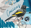 Cacicus