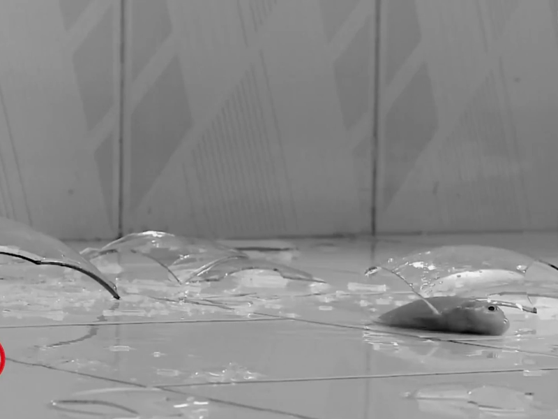 Foto 7 de The Fish and I